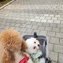 인천강아지분양 판도라독 가정분양 이미지