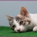 행복을찾는동물병원 이미지