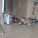 벽지뜯는 고양이 :( 집을 수리해보자