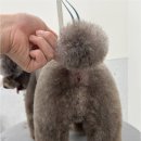 우아댕댕 네이버블로그
