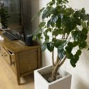 화목약국 | 바퀴벌레없애는법 직접 해결한 리얼 후기