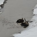 시를 쓰는 오리 이미지