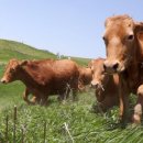 부경축산 이미지