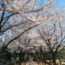 상동호수공원 | 부천상동호수공원 벚꽃후기 여의도 안가도 충분 인천경기벚꽃명소