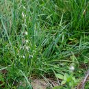 층층잔대Adenophora verticillata Fisch. [초롱꽃과 잔대속) 이미지
