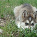 달리애견 이미지