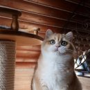 시온카 이미지