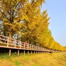 염치읍 은행나무길 이미지