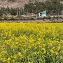 안덕면 용머리 공영주차장 입구 이미지