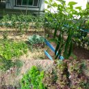 금관사과향기 이미지