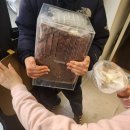 수원/화성 파충류샵-뉴런네이처-초등도마뱀구매후기