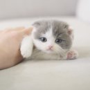 캣통령 잠실점 이미지