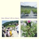 7월1주 - 블루베리 수확체험 다녀왔어요 이미지