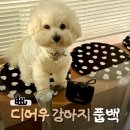 강아지산책 | 디어우 풉백 사용 후기｜강아지 산책 필수템