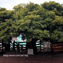 루지G | [통영 2박3일] 여행 2일차| 루지와 서피랑 박경리의 문학, 그리고 세병관 동백의 위로