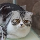 아리스타펫호텔 이미지