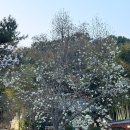 성암사 - 1619 | 부산 목련 명소 성암사, 부산 여행 중 목련 시즌 막차 실시간 후기