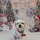 DOG깨비 강아지 미용실 이미지