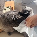 고양이 목욕티슈 허레이 자이언트 페이퍼 물티슈