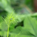 코스모스가든 이미지