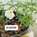 오리자 Daum카페