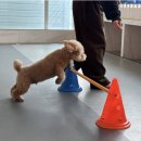 강아지 호텔 이미지