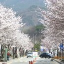 모악산(793m)금산사 벚꽃산행. 이미지