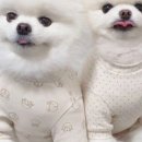 베지베비