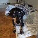 달달스토어 | 구미 두바이 쫀득 쿠키 판매점_ 달달스토어 (내 돈 내산 맛 후기.디저트 판매점 소개)