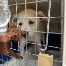 행운켄넬 이미지