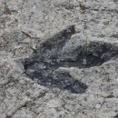 공룡발 - 강남구 강남대로 396 | 공룡발