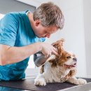 동물심장병원 진심 이미지