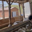 햇살마루목장 | [강릉/대관령] 양떼목장🐑/나들이 여행으로 다녀오기 좋은곳!/힐링여행/가족연인아이와함께🥰