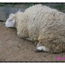 오목골 목장 이미지