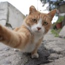 꿈꾸는 고양이 이미지