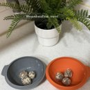 위드독애견스파풀빌라 이미지