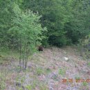 아메리카흑곰(Ursus americanus) 이미지