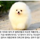 기승전견