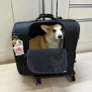 왕왕애견샵 | 와이드 백팩 ) 중형견 이동가방,웰시코기 이동가방,애견동반 제주여행, 강아지 제주도, 제주도 강아지...