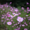 서부시장길 이미지