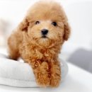 도그하우스 | 대구 강아지분양 추천 받고 다녀온 도그하우스대구점 후기