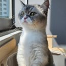 냥스터치 이미지