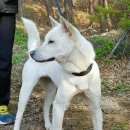 카리스마 이미지