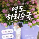 부산 수국 명소 찾는다면? 영도 하리타운 하리수국 현재 개화상황
