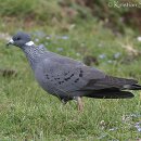 흰목걸이비둘기(White-collared Pigeon) 이미지