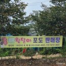 대진농장 | 포천 왕달아포도 판매장 구매후기 판매시간