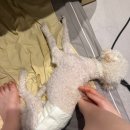 몽이애견 | 부산애견카페 강아지찜질방 몽이랑 휴일도 부산점 재방문 후기