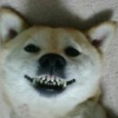 웃는 강아지 이미지