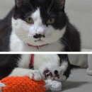 금치농장 이미지