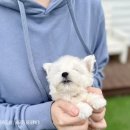 모델독켄넬 이미지